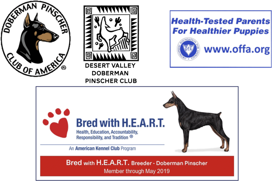 Memberof - Doberman (1000x667), Png Download