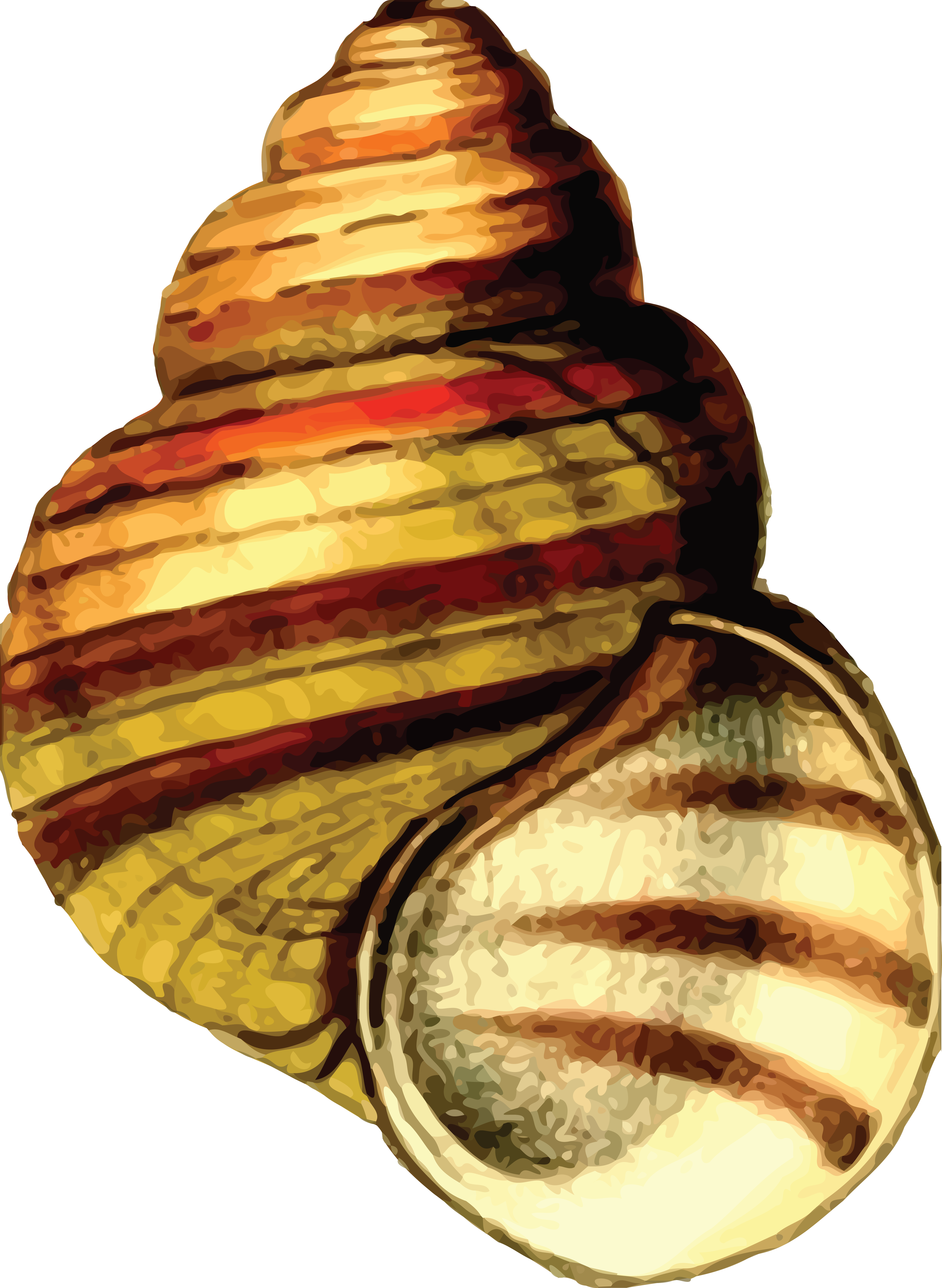 Free Clipart Of A Sea Shell - Clipart Images Of Shells (4000x5469), Png Download