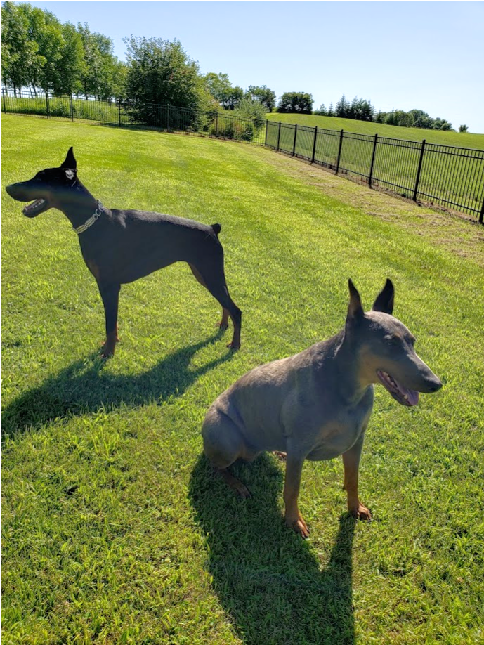 Let Us Help You If You Have A Doberman In Need Of Rescue, - Foal (1903x918), Png Download