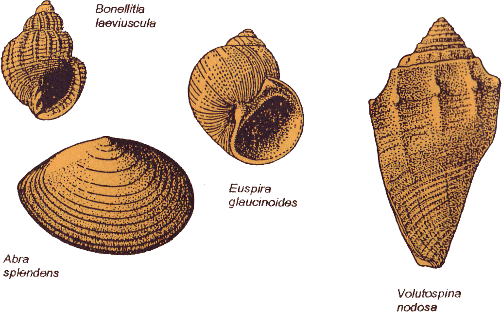 Sea-shells - Conch (1033x642), Png Download