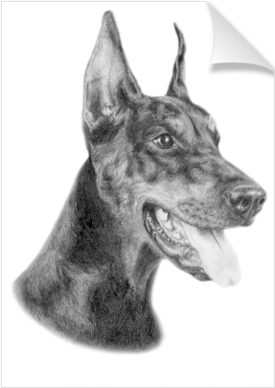 Doberman - Scottish Terrier (674x516), Png Download