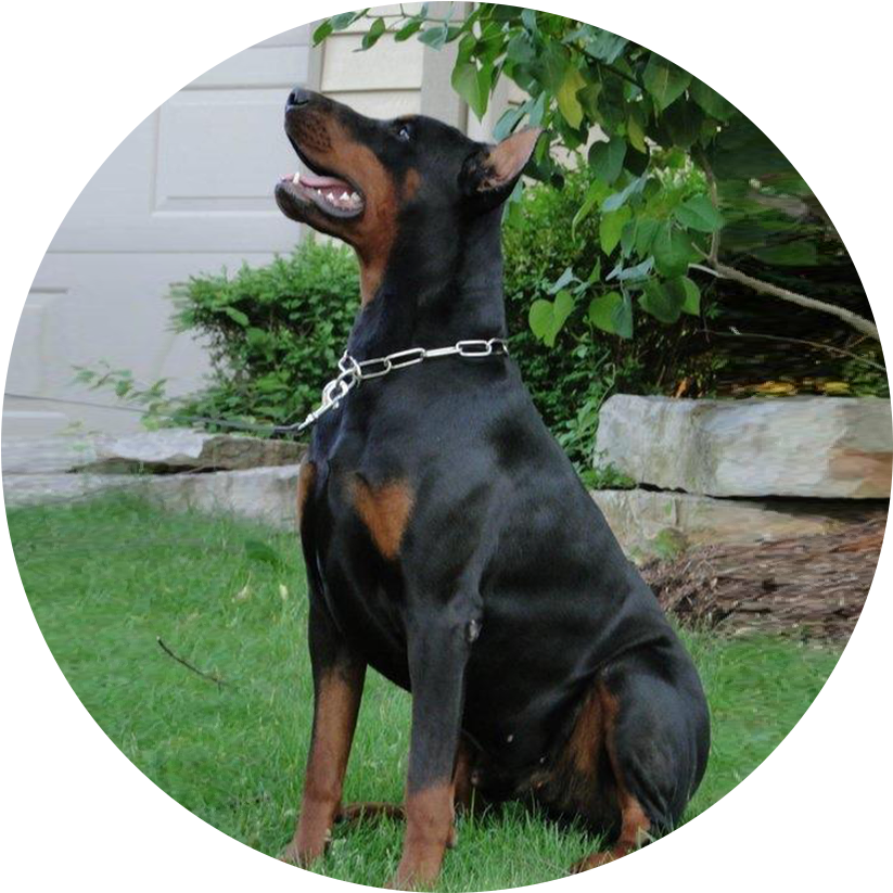 Call Today - Dobermann (850x854), Png Download