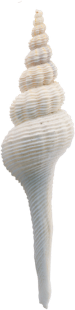 Png 118*488 - Seashell (245x1013), Png Download