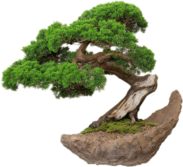 Bonsai On Stone Plate - Bonsai Png (700x571), Png Download