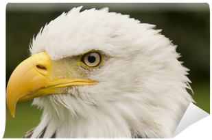 Portrait (400x400), Png Download