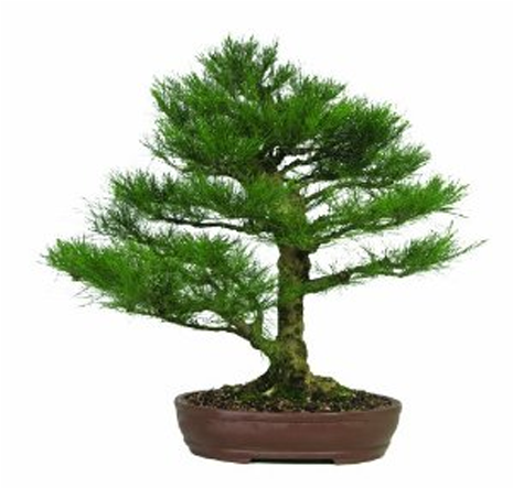 Bougainvillea Bonsai Tree - Hd Bonsay Png (640x480), Png Download