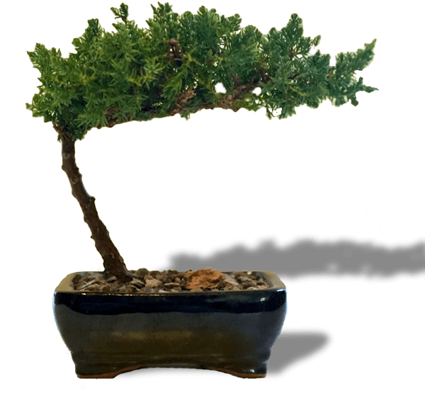 Freeuse Library Bonsai Drawing Juniper Tree - Juniper Bonsai Transparent Background (600x592), Png Download