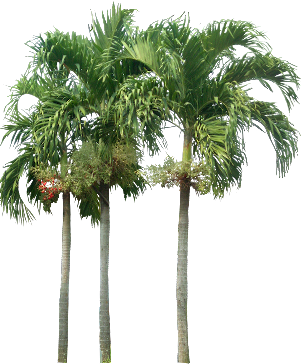 A Collection Of Tropical Plant Images With Transparent - Palm Trees Elevation Png (636x727), Png Download