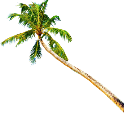 Palm Tree Psd - Palmeras Png (400x366), Png Download