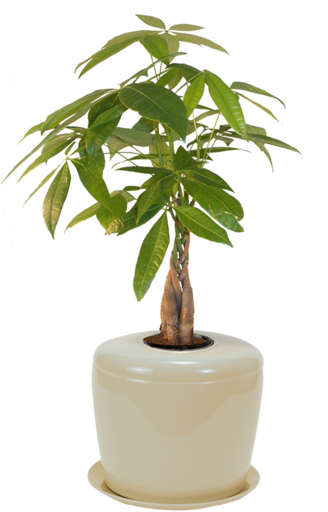 Bonsai Trees - Brussel's Money Tree Bonsai (500x728), Png Download
