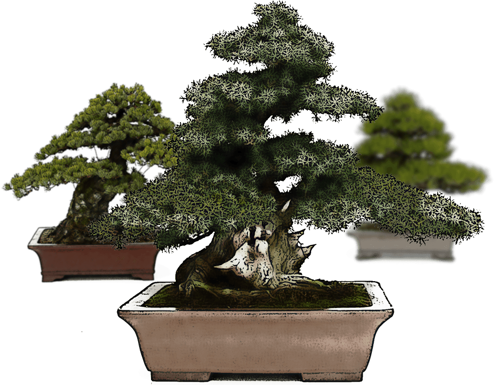 Imatge Slider - Bonsai Mistral (1038x778), Png Download