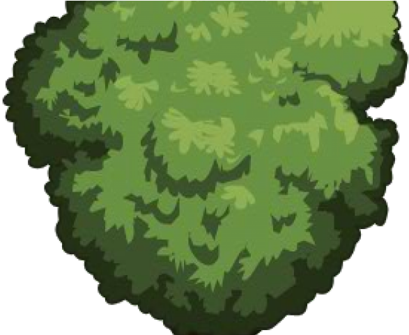 Tamarind Tree (640x480), Png Download