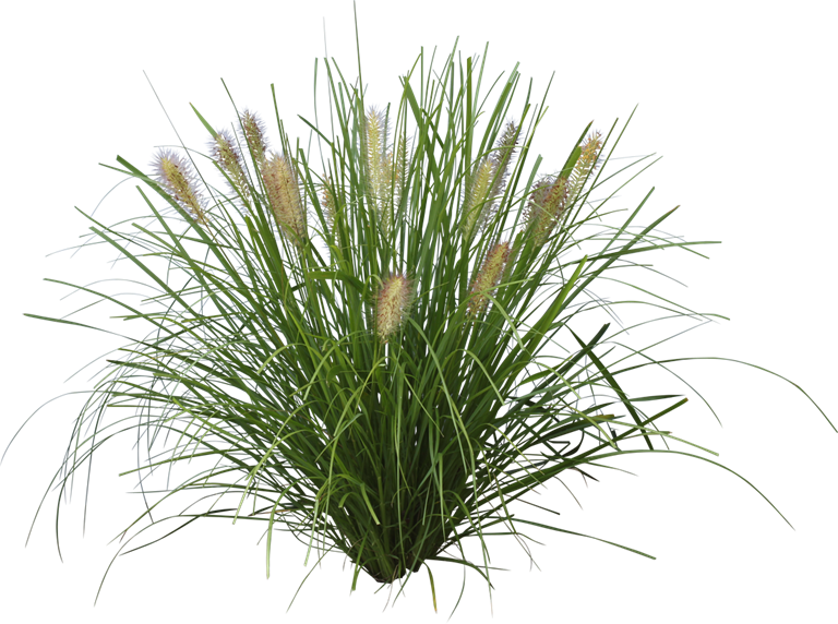 Nafray® - Grass Plant Cutout (768x572), Png Download