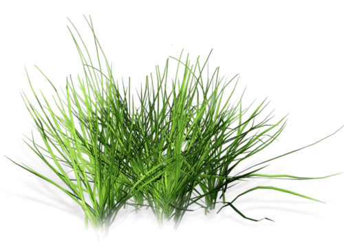 Cgi, Grasses, Projects To Try, Trees, Landscape Design, - Plants (500x351), Png Download