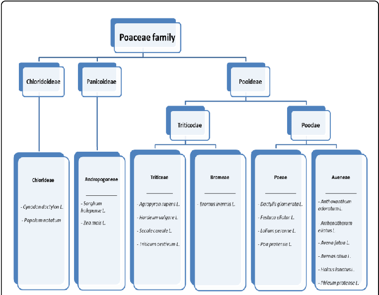 Taxonomy Of The Poaceae Family Of Grasses - Grasses (769x598), Png Download