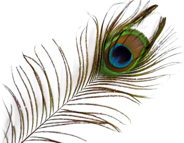 Peacock Feather Png Transparent Images - Transparent Background Peacock Feather Png (640x480), Png Download