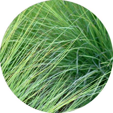 Native-grasses - Grasses (460x460), Png Download