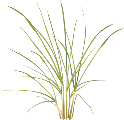 Grasses Drawing Pampas Grass - Tulip (400x388), Png Download