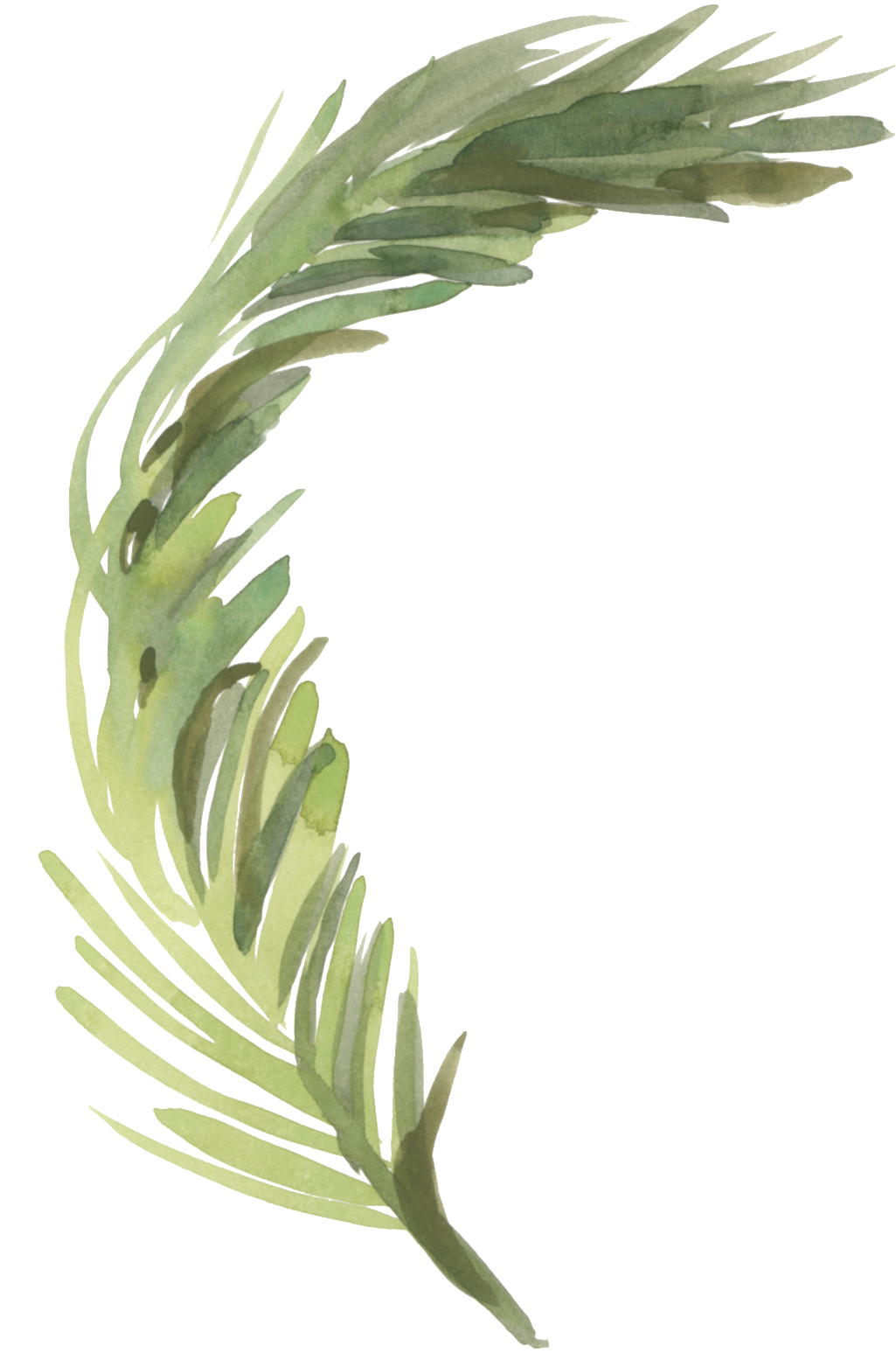 Hand Painted Green Reed Grass Transparent Decorative - Portable Network Graphics (1024x1563), Png Download