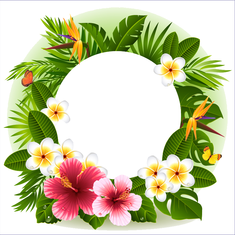Tropical Flower Decorative Borders - Tropical Flower Frame Png (800x800), Png Download