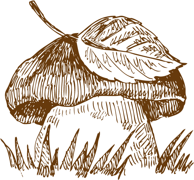 Hamburger Italian Cuisine Pizza Drawing Edible Mushroom - Drawn Mushroom Png (1098x857), Png Download