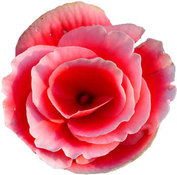 Rieger Begonia Flower Png Tumblr - Begonia Flower Transparent Background (358x357), Png Download