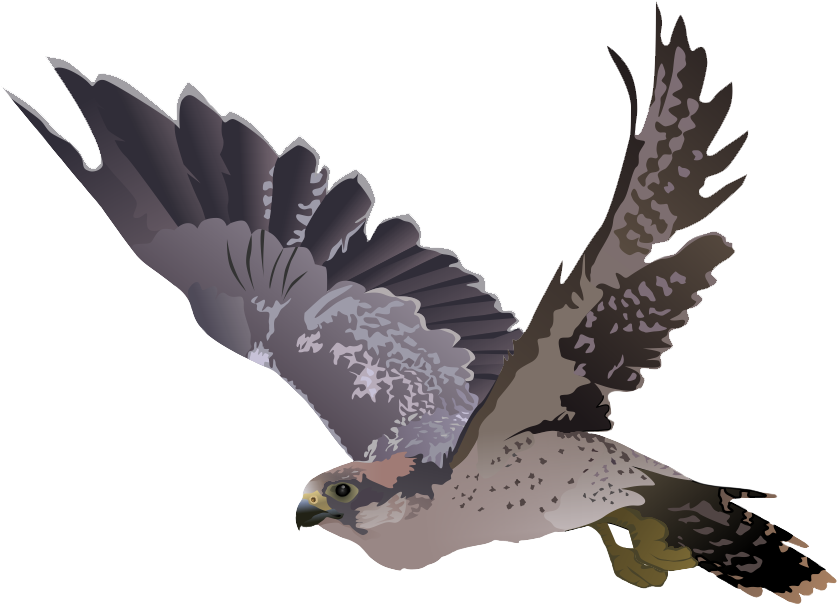 Download Png Image Report - Falcon Transparent Background (984x681), Png Download