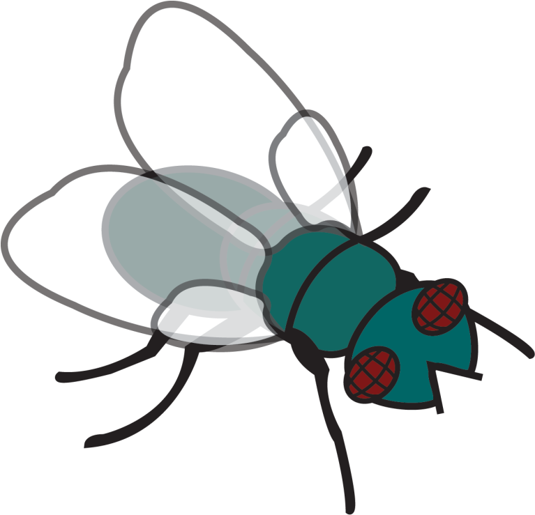 Download Pin Fly Clipart Clipart Of Fly Transparent PNG Download