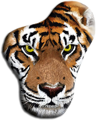 Cat (321x402), Png Download