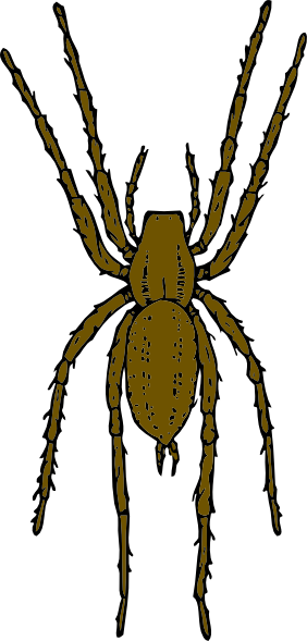 Spider Clipart Realistic - Brown Spider Clipart (282x589), Png Download