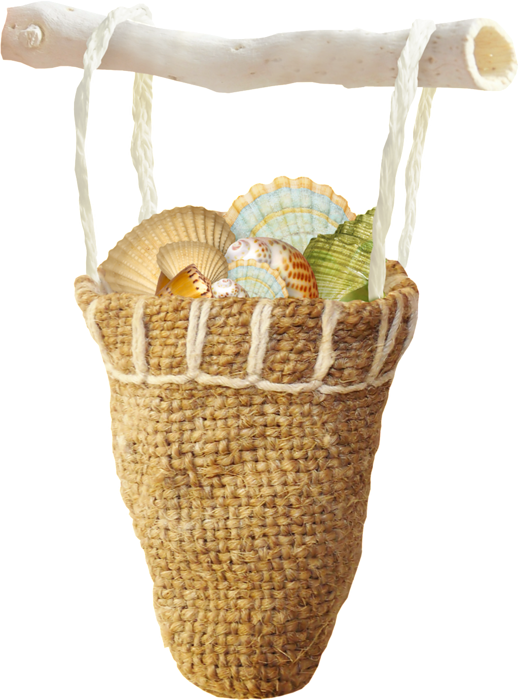 Seashell (1024x1381), Png Download