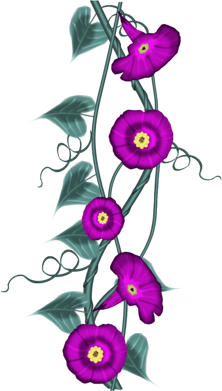 Kisses For You Flower - Morning Glory (800x800), Png Download
