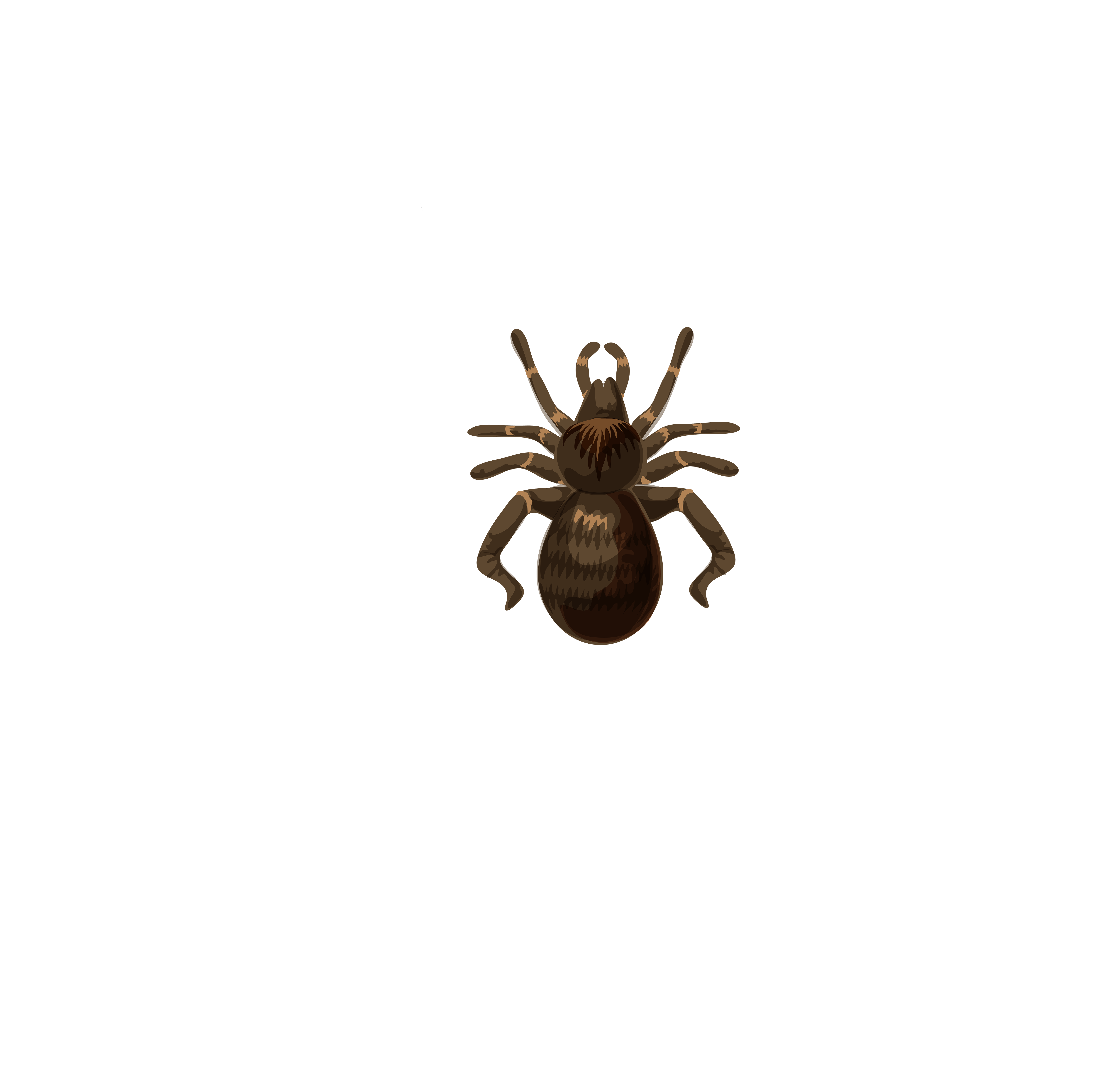 This Image Halloween Spider Web Transparent Clip Art - Tarantula (6000x5908), Png Download