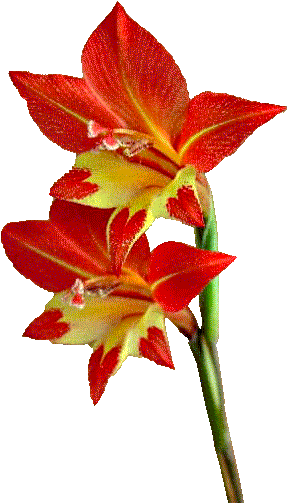 Grass-texture - Amaryllis Belladonna (296x505), Png Download