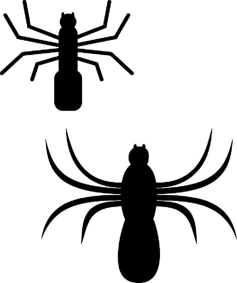 Insects - Clipart Spiders (800x955), Png Download