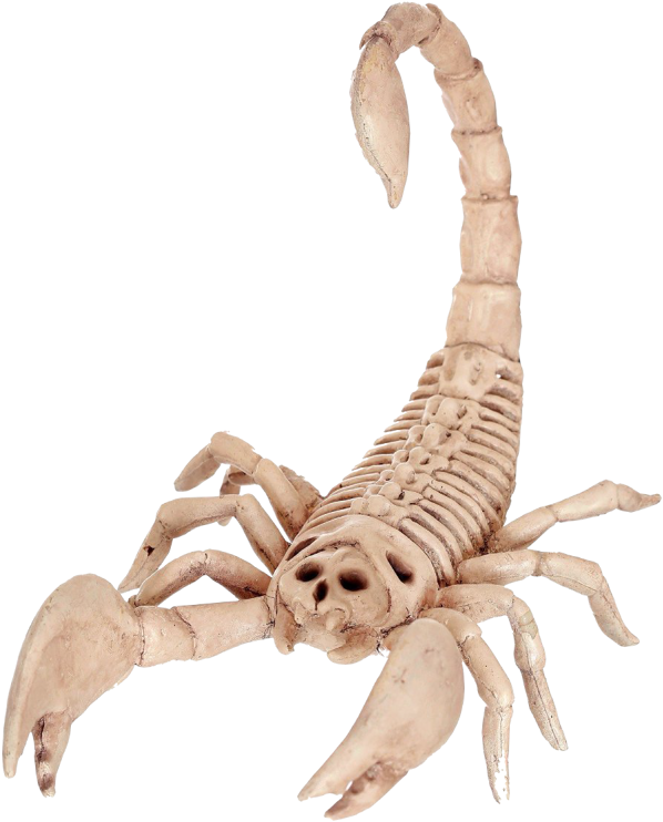 Skeleton Spider Halloween (637x800), Png Download