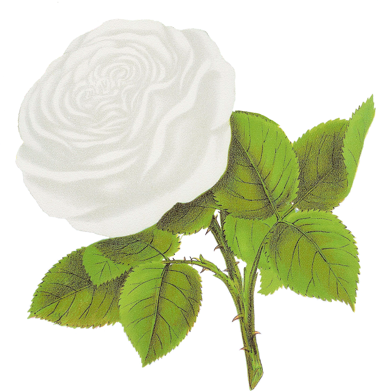 Rose Flower Clipart Artwork Image Coquette Des Alps - White Rose Clip Art Png (1600x1588), Png Download