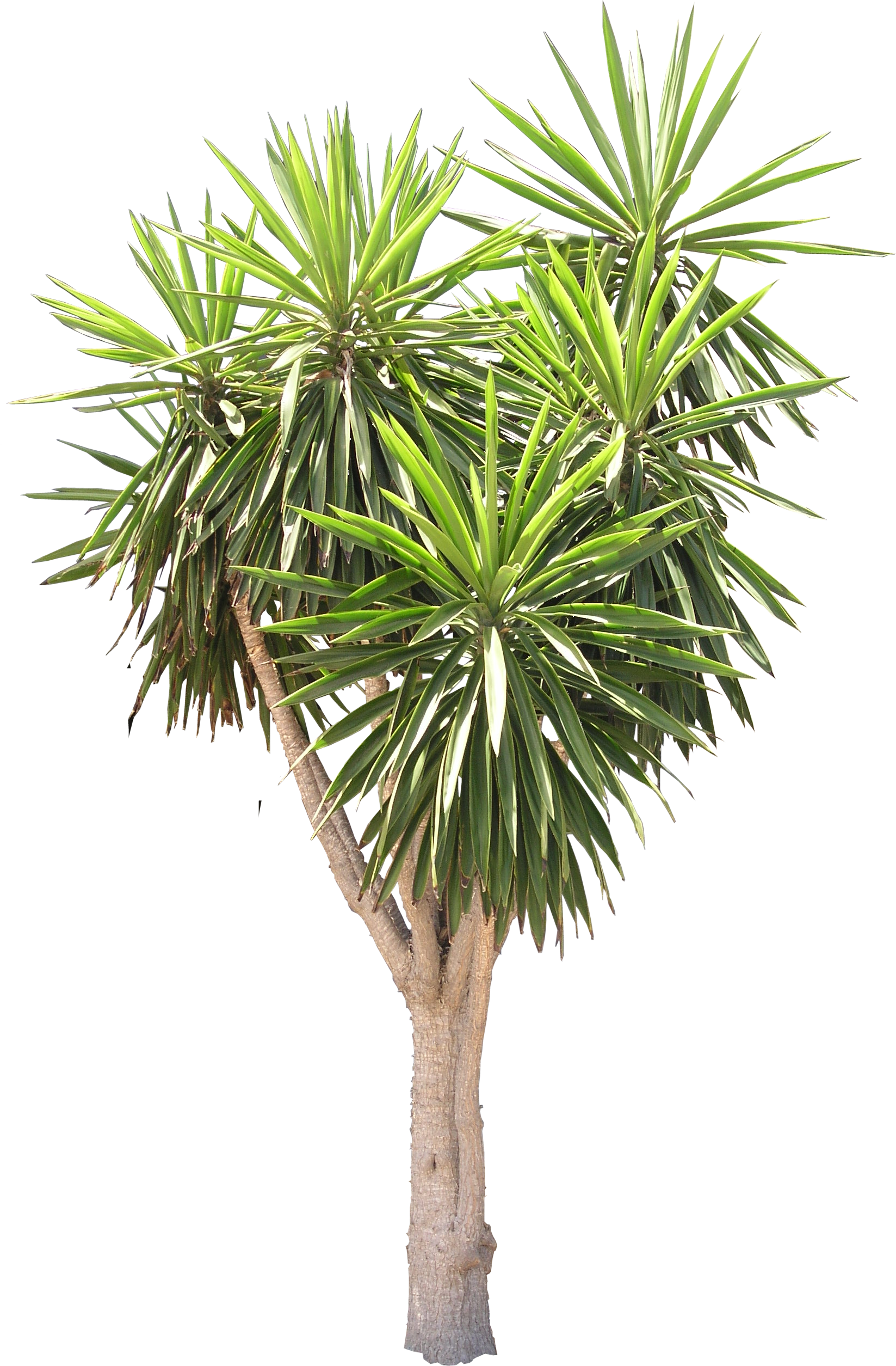 Yucca Tree Png - Spineless Yucca (1647x2509), Png Download