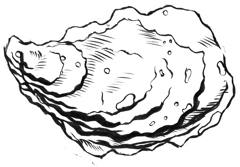 Collection Of Line Drawing High Quality - Pacific Oyster (784x546), Png Download