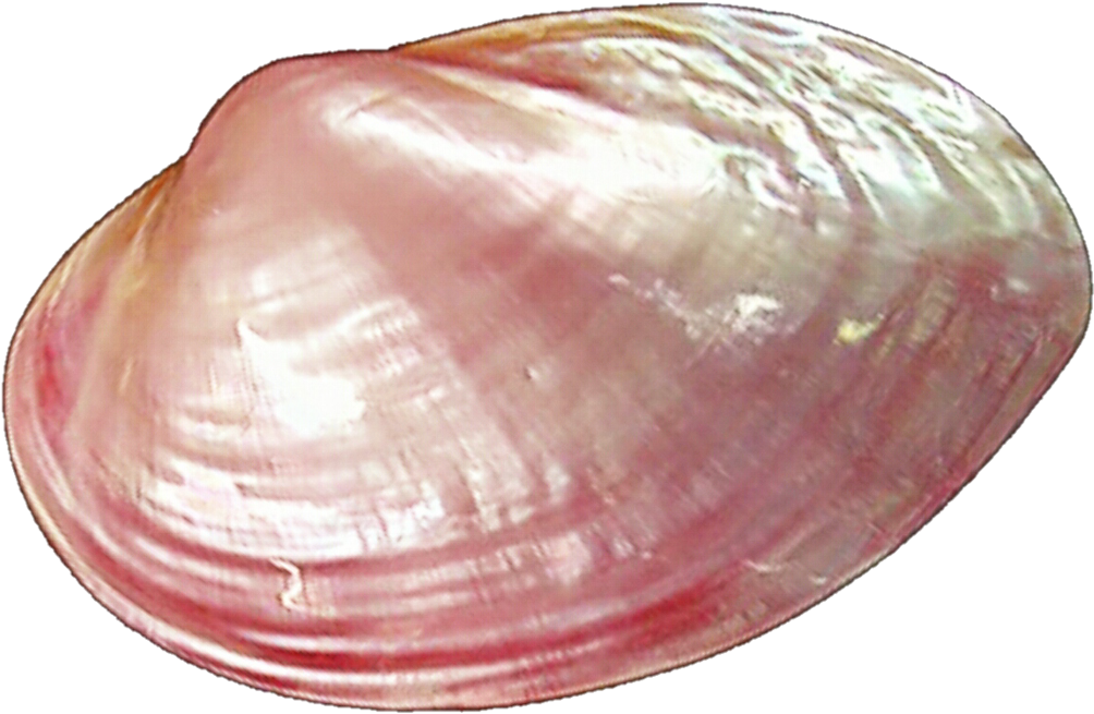 Clams Png Pic - Pink Clam (1024x679), Png Download