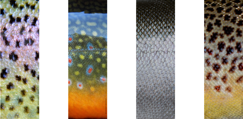 Oarskins - Fly Fishing (800x393), Png Download