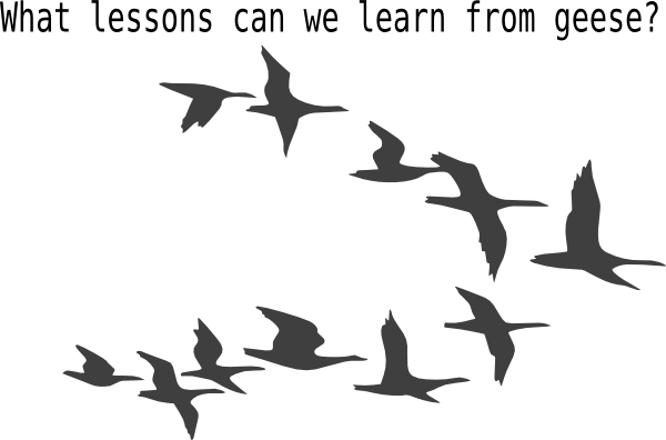 Flying Birds Vector Png - Transparent Flying Bird Clipart (600x396), Png Download