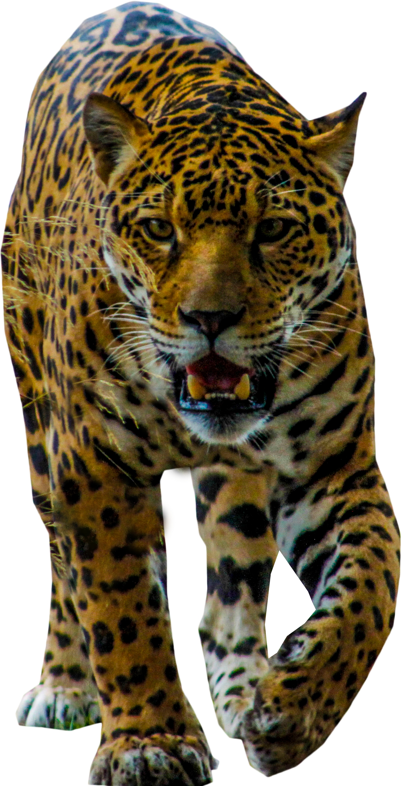Jaguar Walking Png Image - Leopard (4752x3168), Png Download