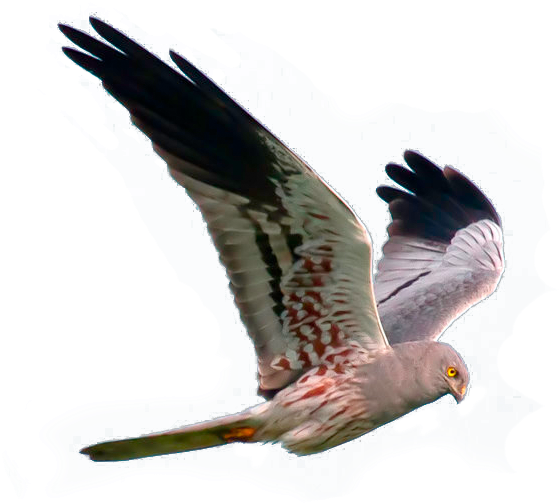 Busard - Osprey (1024x683), Png Download