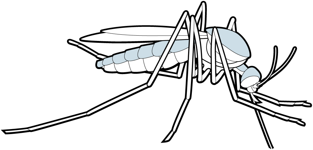 Parasitism Drawing Mosquito - Mosquito (1000x480), Png Download
