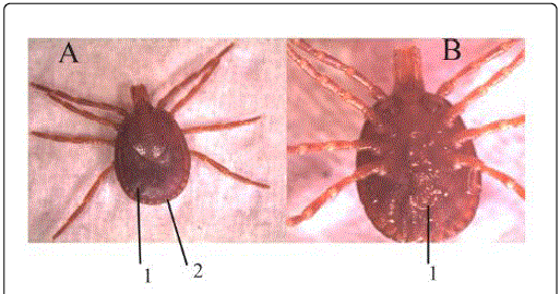 Amblyomma Tholloni A Dorsal Region 1) Inornate Scutum - Mosquito (513x270), Png Download
