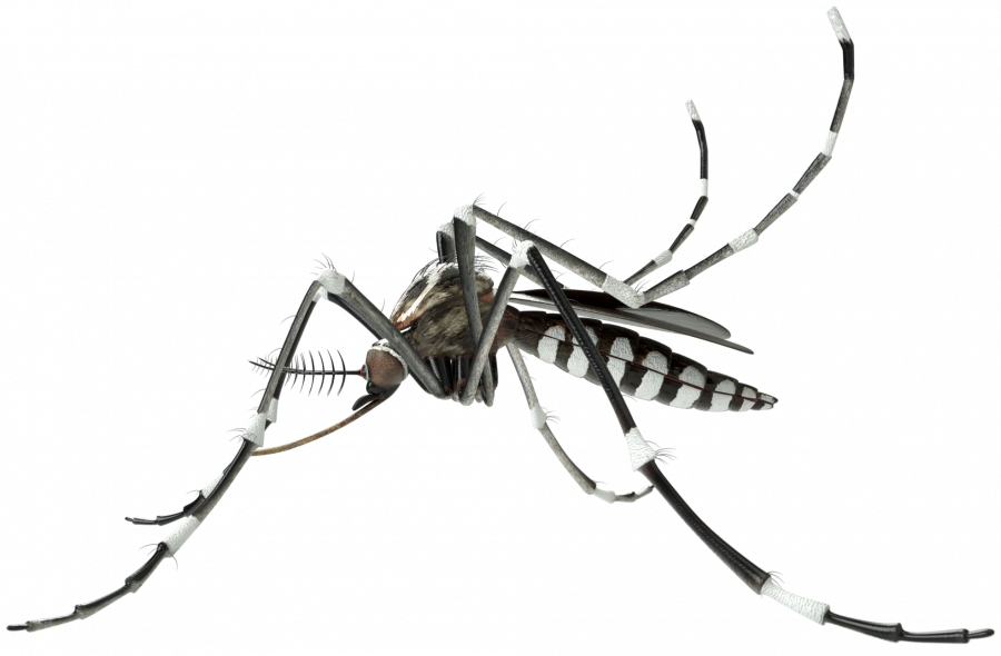 Vector Insects Mosquito - Mosquito Vector Png (900x590), Png Download