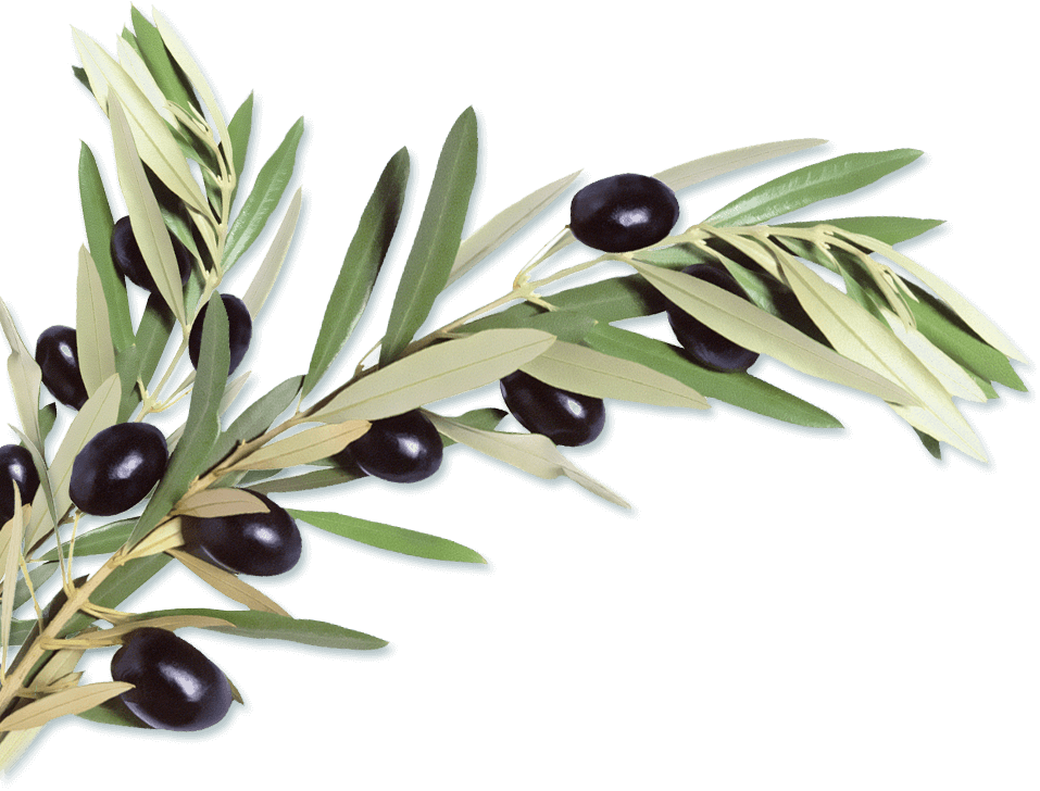 A Mediterrasian Sushi Revolution - Olıve Branch Png (957x728), Png Download