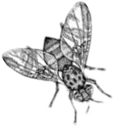 A Summer Time Must - House Fly (470x476), Png Download