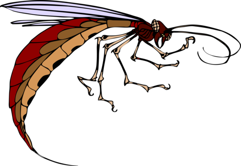 Insect Wing Mosquito Download Computer Icons - Insectos Con Alas Y Antenas (493x340), Png Download